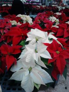 poinsettia