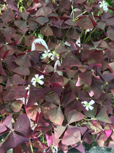 2015-09-05 13.15.22 HDR